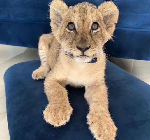 Amazing Lion Cubs