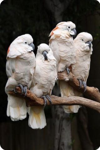 We have beautifull male and female umbrella Cockatoos for sale
