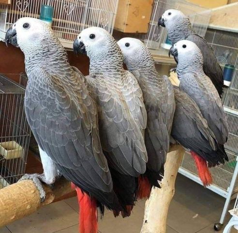 Female African Grey  Parrot for Sale