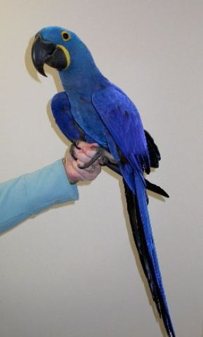 A Bonded Pair Of Hyacinth Macaw