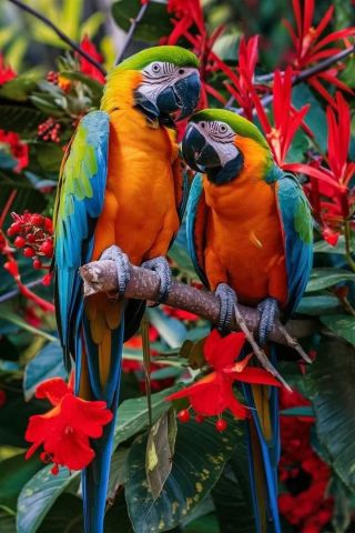 Male And Female Blue and gold Macaw