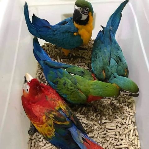Baby Macaw and African Grey Parrots Available
