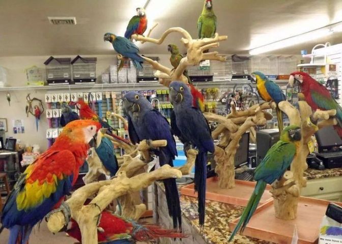 Baby Macaw and African Grey Parrots Available 2