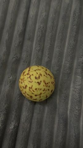 حجر جوهرة الثعبان 4