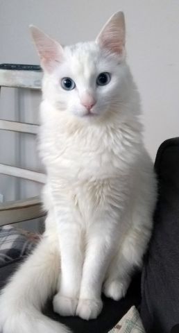 Persian cat 