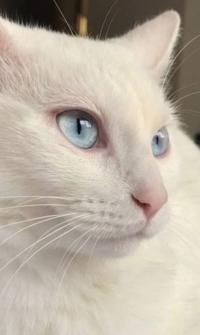 Persian cat  2