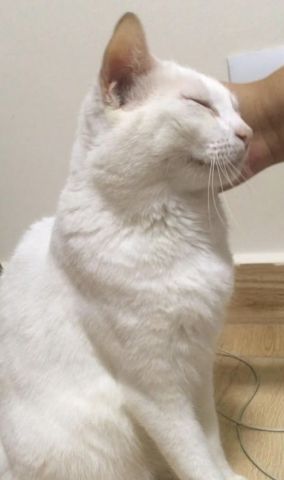 Persian cat  3