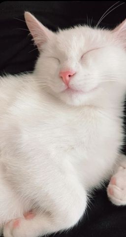 Persian cat  4