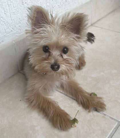   Yorkshire male Dog