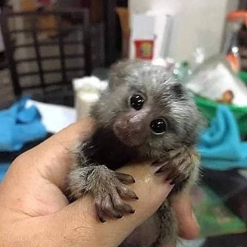 Hnd fed male and female marmoset monkeys available now.