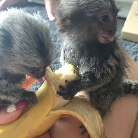 Hnd fed male and female marmoset monkeys available now. 2