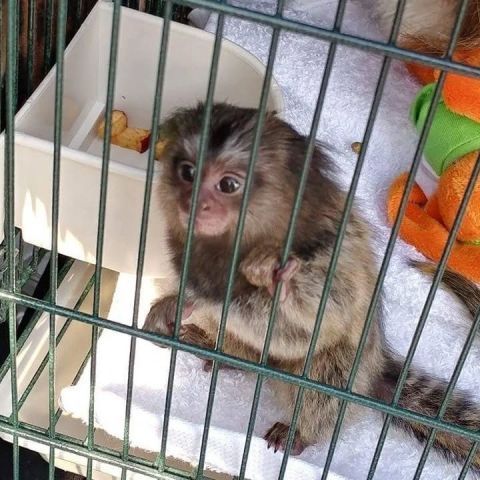 Hnd fed male and female marmoset monkeys available now. 3