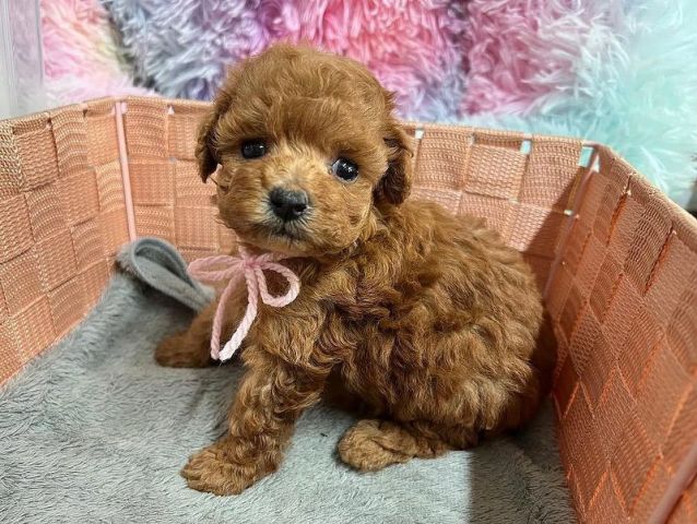 Lovely male and female toy poodle puppies available. 