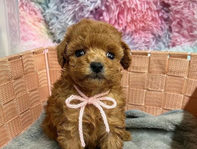 Lovely male and female toy poodle puppies available.  2