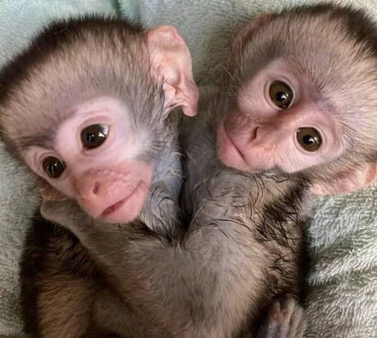 Lovely and well trained baby capuchin monkeys available.