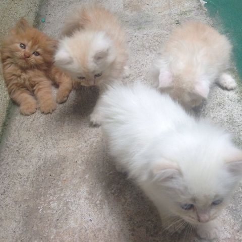 Adorable Persiab kittens now available. We have male and female.