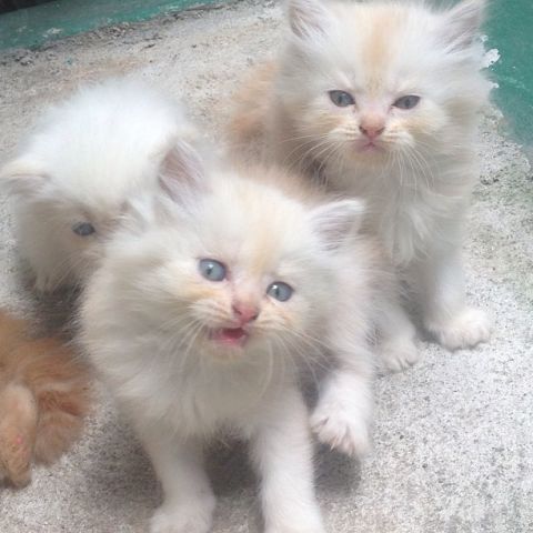 Adorable Persiab kittens now available. We have male and female. 2