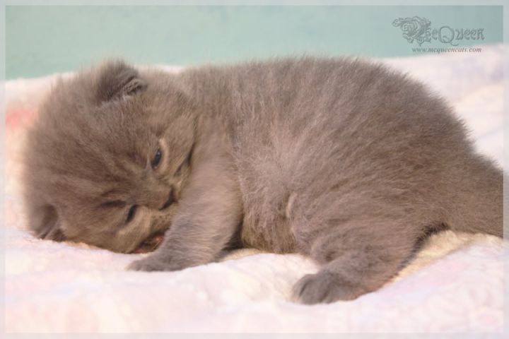 Beautiful British shorthair kittens available now. Male/female.