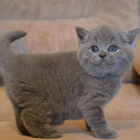 Beautiful British shorthair kittens available now. Male/female. 2