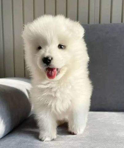 Lovely Samoyed dog for sale 