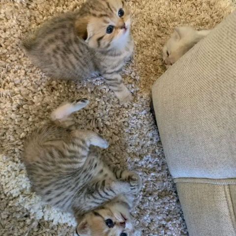 Scottish fold kittens available 