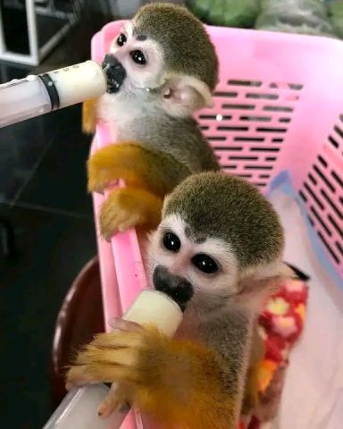 Squirrel monkey available for sale 