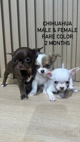 Three Chihuahua dog ready for sale 