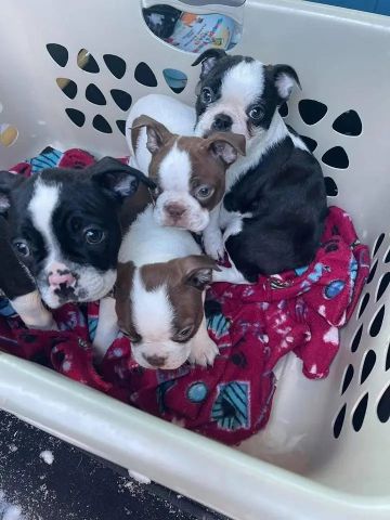 Boston terrier puppies 