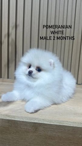 Male Pomeranian puppy 