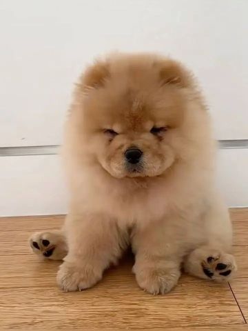 Calm and precious Chow Chow 