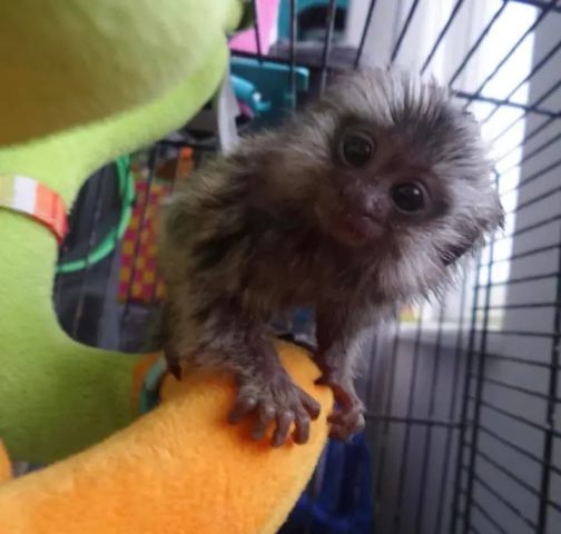 Sweet marmoset monkey available 