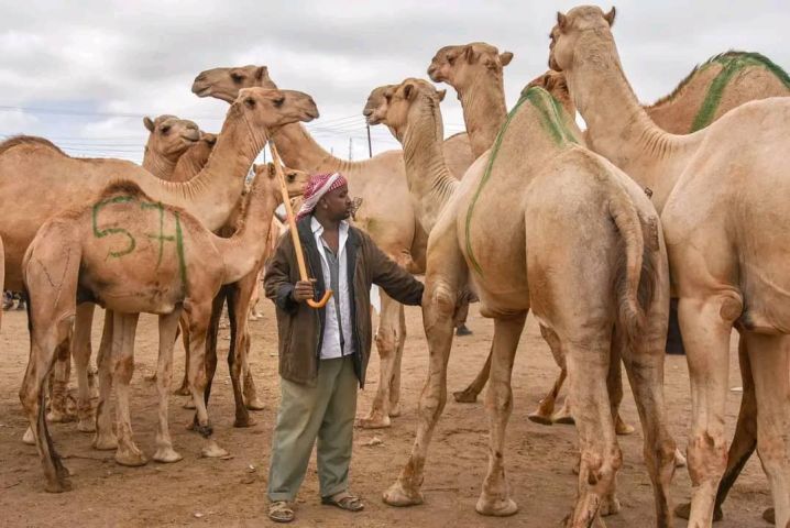 نقوم بتوفير جميع المواشي (خراف - ماعز - ابل - أبقار) مستوردة  4