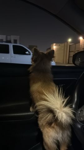 Pomeranian well trained dog and got vaccinated friendly 