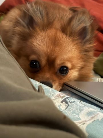 Pomeranian well trained dog and got vaccinated friendly  2