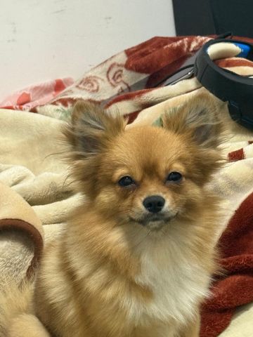 Pomeranian well trained dog and got vaccinated friendly  3