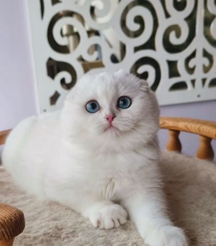 ???? Beautiful Scottish Fold Kitten Available! ????