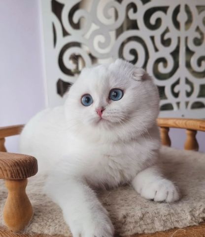 ???? Beautiful Scottish Fold Kitten Available! ???? 2