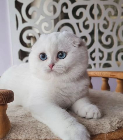 ???? Beautiful Scottish Fold Kitten Available! ???? 3