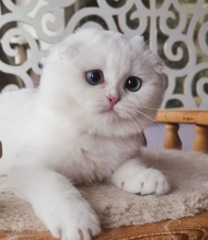 ???? Beautiful Scottish Fold Kitten Available! ???? 5