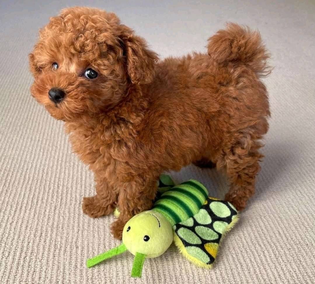 Beautiful Poodle Puppies Ready for a Loving Home!