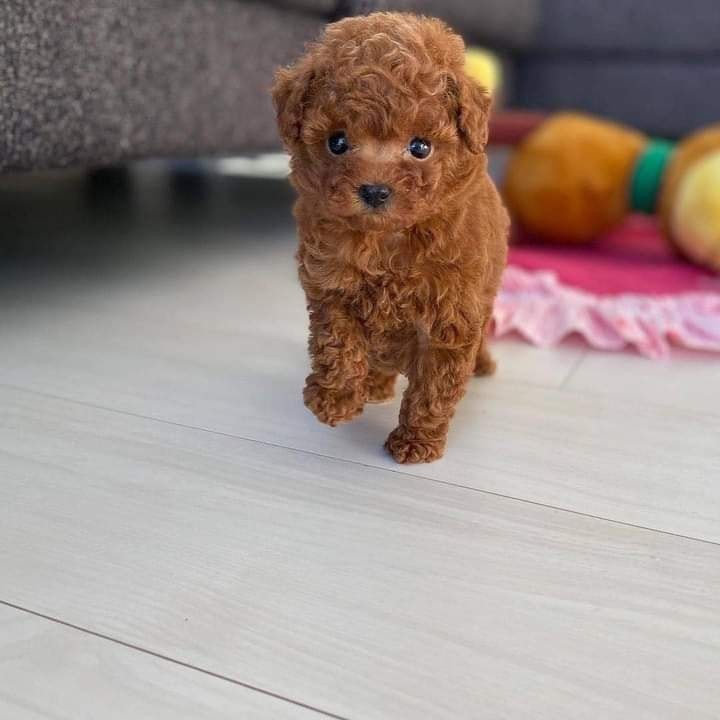 Beautiful Poodle Puppies Ready for a Loving Home! 2