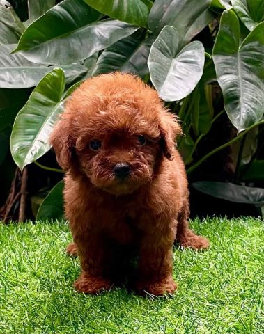 Beautiful Poodle Puppies Ready for a Loving Home! 3