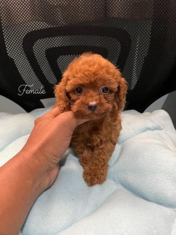 Beautiful Poodle Puppies Ready for a Loving Home! 4