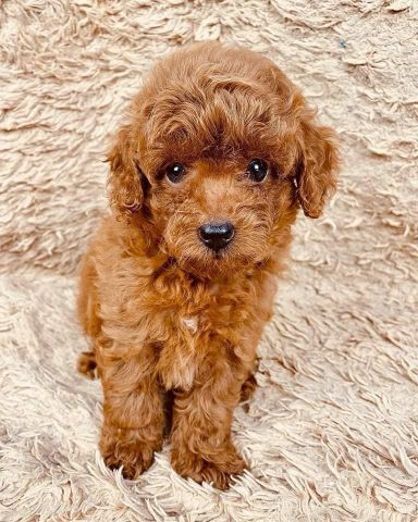 Beautiful Poodle Puppies Ready for a Loving Home! 5