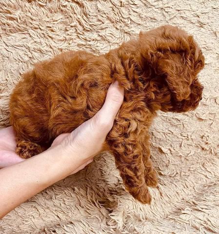 Beautiful Poodle Puppies Ready for a Loving Home! 7