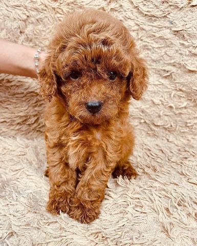 Beautiful Poodle Puppies Ready for a Loving Home! 8