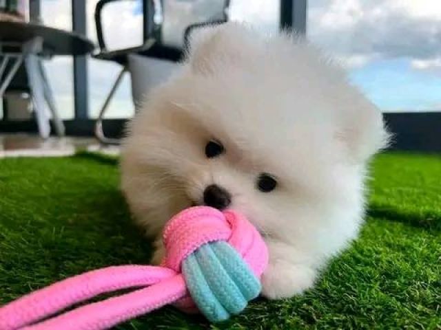 ???? Adorable Pomeranian Puppies Ready for Their Forever Homes! ????