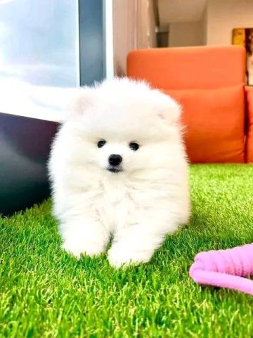 ???? Adorable Pomeranian Puppies Ready for Their Forever Homes! ???? 3