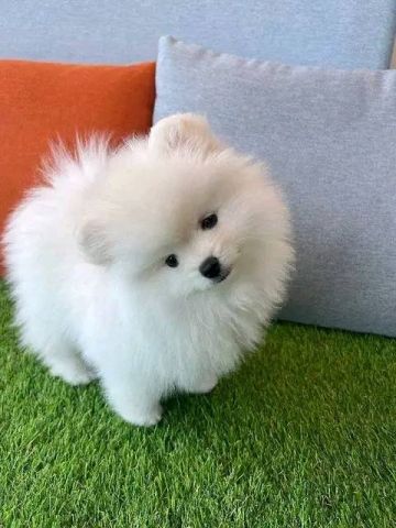 ???? Adorable Pomeranian Puppies Ready for Their Forever Homes! ???? 4