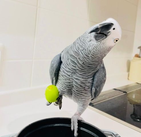 Talking African grey bird is available 